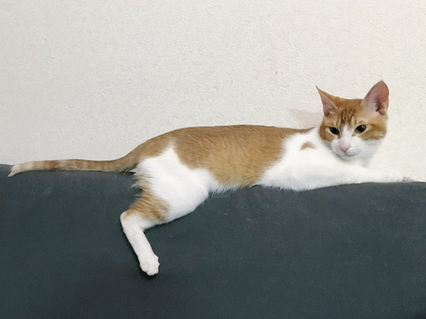 VISUMALで保護されている猫　