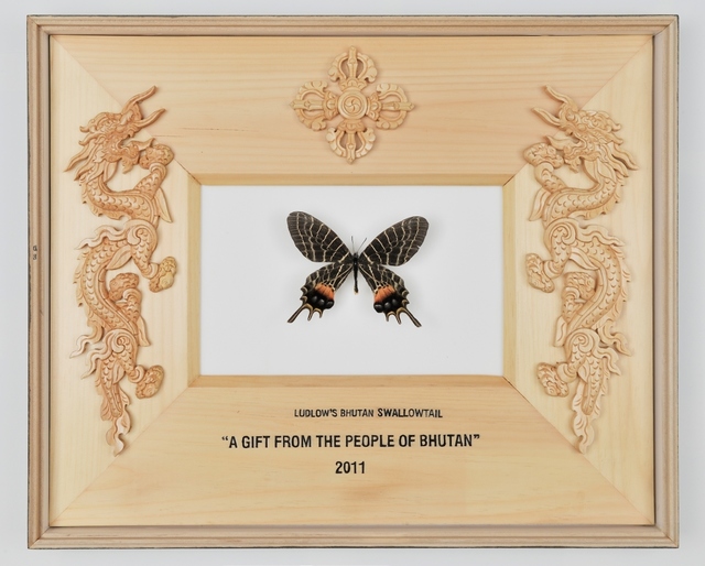 国蝶ブータンシボリアゲハ（標本、特別展示） 所蔵：一般財団法人進化生物学研究所 展示期間： 5 月 21 日（土）～6 月 5 日（日）