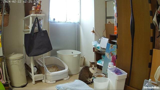 【SwitchBot 見守りカメラ 】切り出し画像。食べるときに出したベロまで映っています   