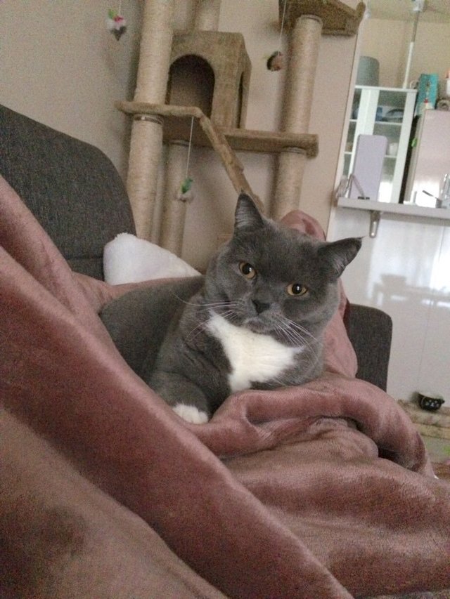 スコティッシュフォールドの女の子、うぶちゃん