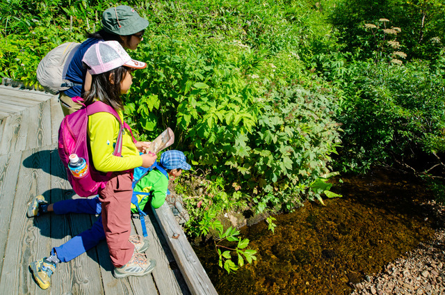 園内には生きものがいっぱいで、子どもは興味津々｜栂池自然園