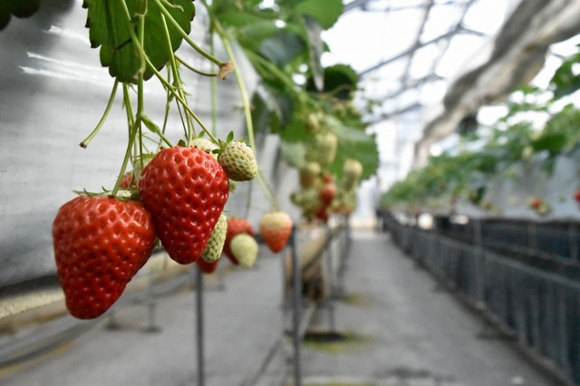 広いハウスで好きなだけイチゴを食べよう
