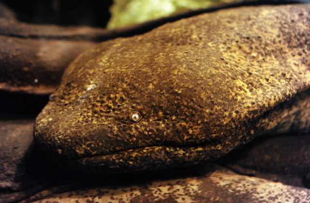 水族館ニューヒーロー／オオサンショウウオ（両生綱有尾目オオサンショウウオ科）