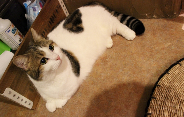 可愛くてキュンキュンする「吉祥寺ねこ祭り」の猫たち