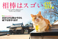 巻頭特集：「相棒はスゴい猫」