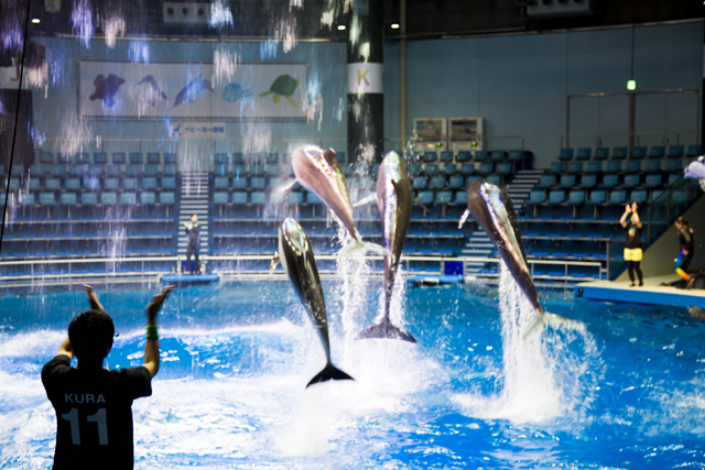 ドルフィンパフォーマンス / エプソン アクアパーク品川