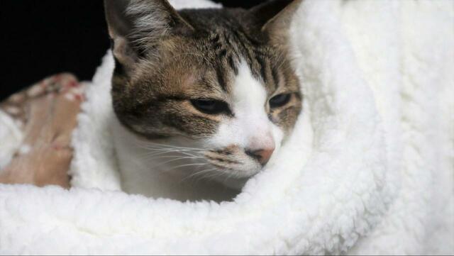 【ニトリ ペットが入れるひざ掛け】もうここから動きたくない…