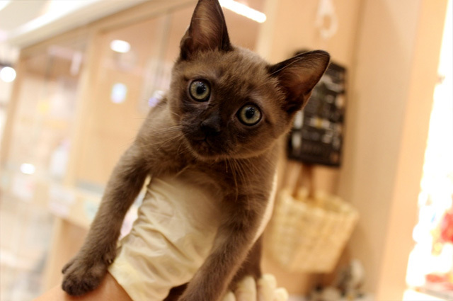 可愛くてキュンキュンする「吉祥寺ねこ祭り」の猫たち