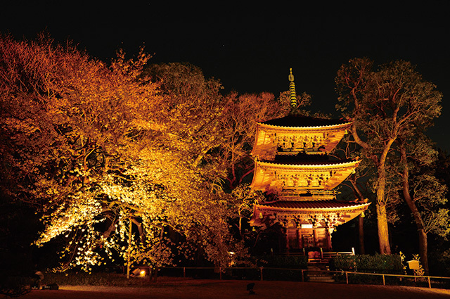 桜センセーション（東京／江戸川橋）