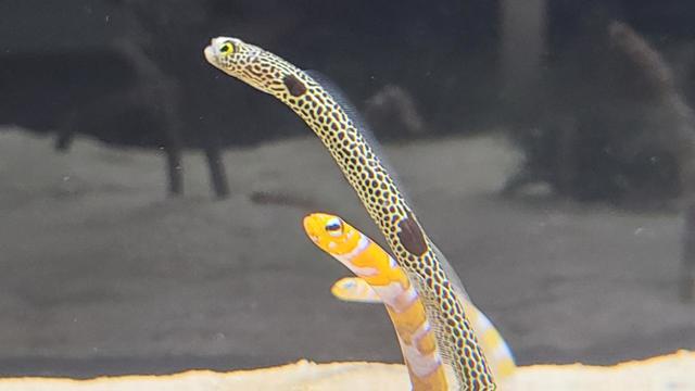 京都水族館  チンアナゴ