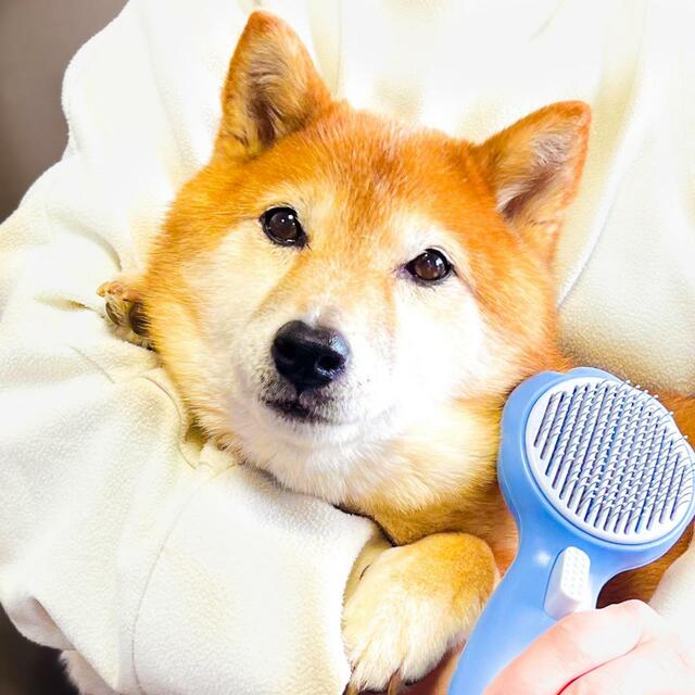 【SanMori ペット用 痛くない ヒーリングブラシ】ブラッシング中に毛が飛び散らないのもいいですね