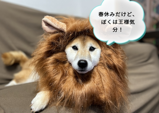  【ツイペット】ライオンのかぶり物姿の時は、王様トーク！