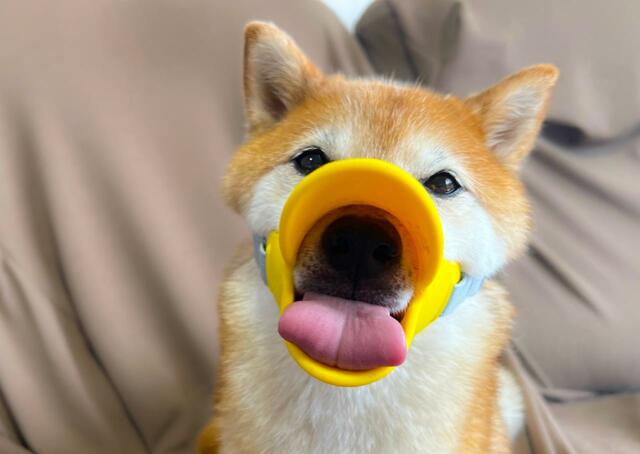 【OPPO quack（クァック）】舌はかなり自由に動くので、つけたまま水も飲めますね