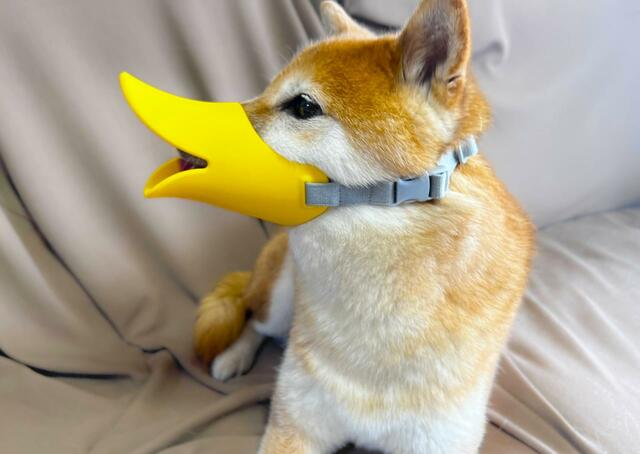 【OPPO quack（クァック）】「飼い主、おかわりは？」という声が聞こえてきそうですね