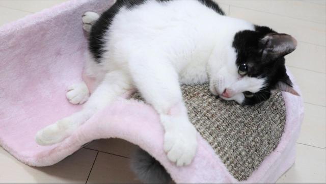 【コンパクトなネコグッズ】ネコ体型にぴったりフィットしお腹の色が本体と同化