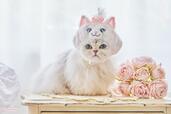 猫用なりきり帽子 3,080円|ペットパラダイス「ディズニーマリー」猫用ペット用品