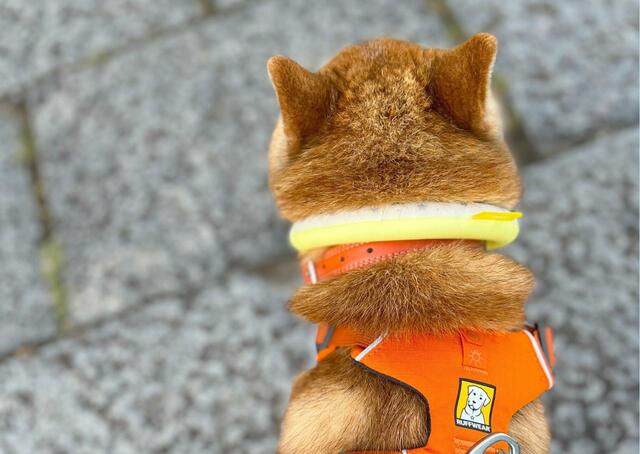 【SUO RING for dogs star 28°ICE】被毛や首輪の上にならないように装着するのがおすすめ