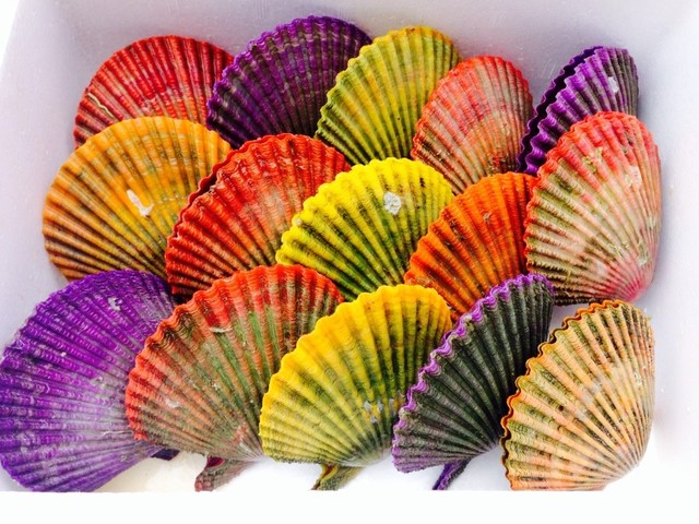 長崎県時津町ひおうぎ貝