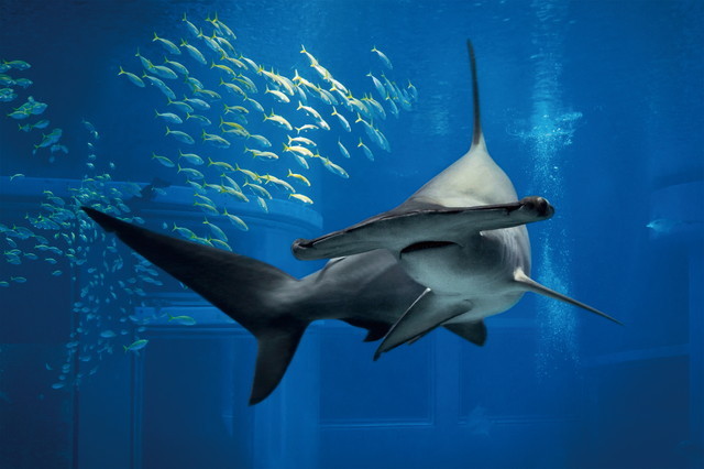 水族館ニューヒーロー／アカシュモクザメ（メジロザメ目シュモクザメ科）