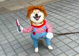 【犬用チャッキーコスチューム】なりきりコスプレにご満悦？