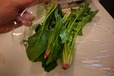 【ほうれん草のごま和えの作り方】１．ほうれん草は根元部分をよく洗い、軸と葉が互い違いになるように重ねてラップを巻く。