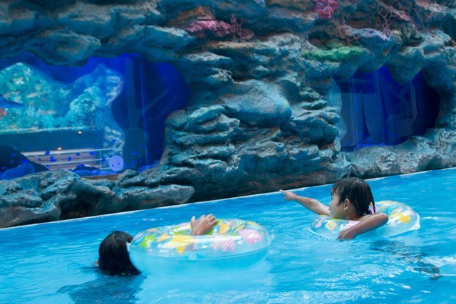 「あっ、サメだ!」と思わず声が出る