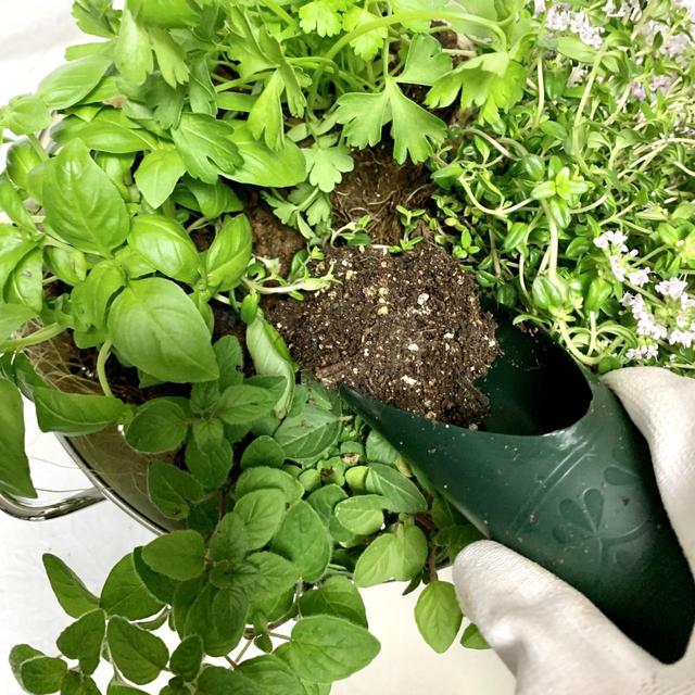 【キッチンハーブの寄せ植え】配置その3／位置が決まったら土で隙間を埋めれば寄せ植えの完成