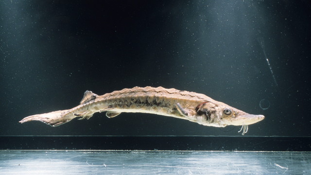 水族館ニューヒーロー／チョウザメ（チョウザメ目チョウザメ科）
