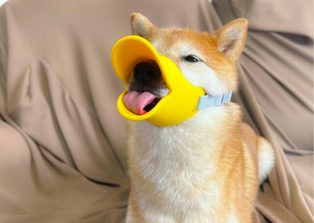 【OPPO quack（クァック）】口輪だと気づかずにオヤツを満喫中です