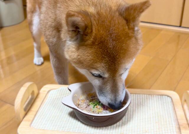 【帝塚山WANBANA犬用アイス】ものすごい集中力で食べています
