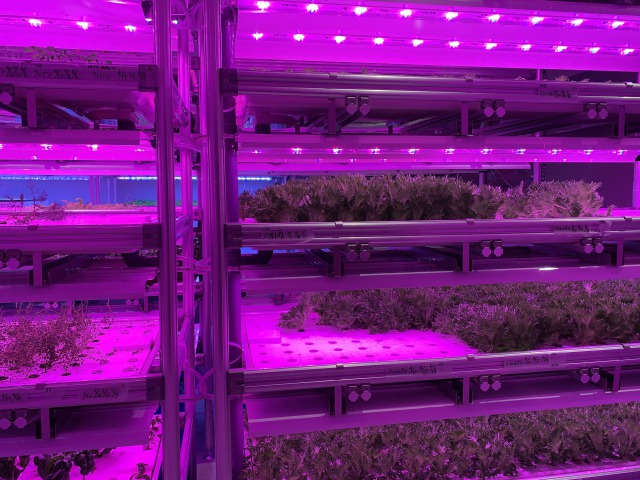 水耕栽培のファーム