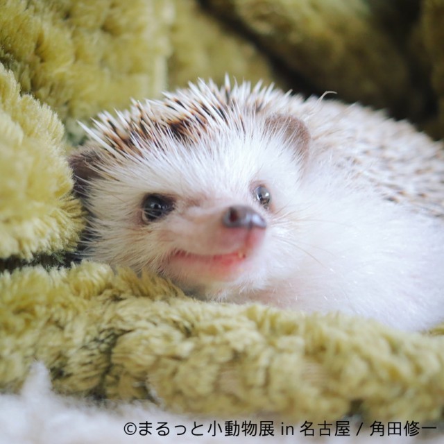 まるっと小動物展 かわいいハリネズミ ハムスターたちに癒やされる 初の名古屋巡回 ヤバチケ