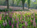 【国営武蔵丘陵森林公園】ルピナスが咲く様子