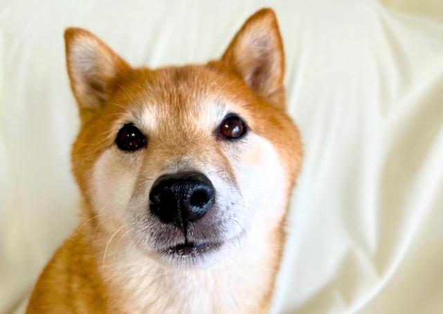 【SHSCLYペット用吸水タオル】お風呂あがりのフワフワ柴犬のできあがり