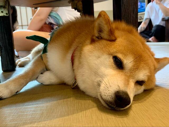 【原宿乃豆柴カフェ】ちゃぶ台の下でうとうとしています