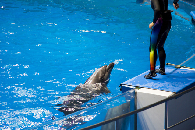 ドルフィンパフォーマンス / エプソン アクアパーク品川 