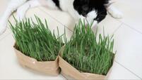 【無印良品 猫草栽培キット】お、これはいい猫草…！