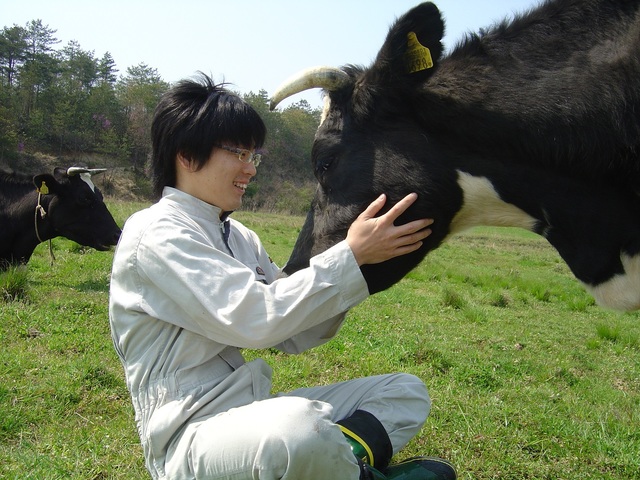 自然放牧の様子