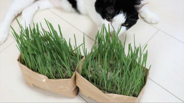 【無印良品 猫草栽培キット】お、これはいい猫草…!