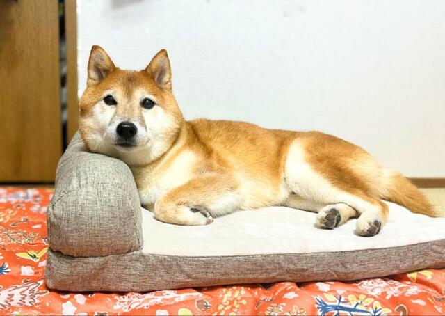【カインズのカスタマイズペットベッド】ふわふわの寝心地を気に入ってくれたようです♪