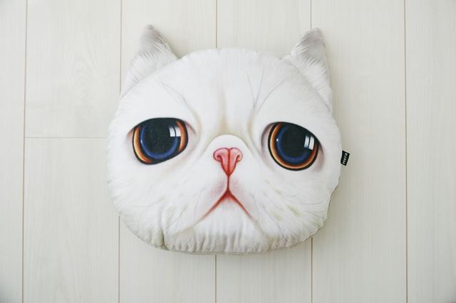 Koira＆Kissa(エキゾチックショートヘアー)