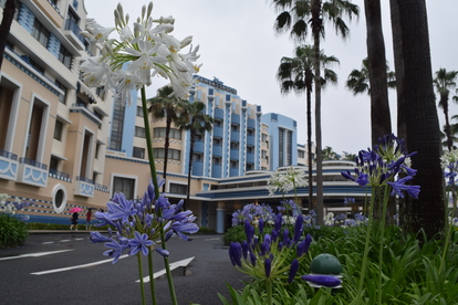 ディズニーアンバサダーホテル 開業15周年 記念日に咲くアンバサダーブルーの 愛の花 写真22枚 1 2 ディズニー特集 ウレぴあ総研