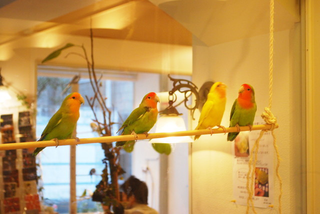 ことりカフェ/表参道店・ことりたち