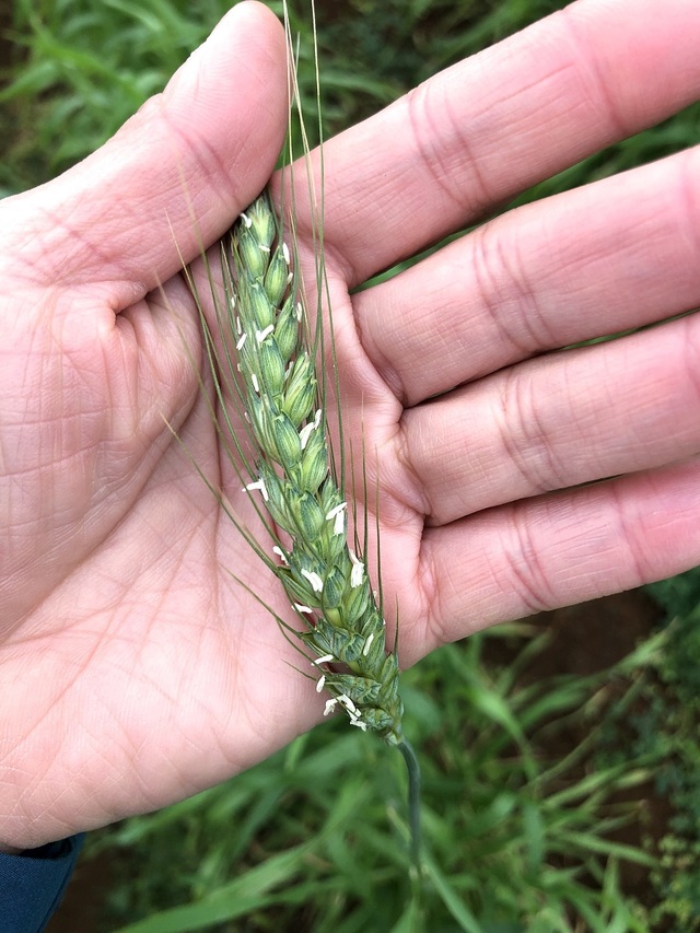 この小さいのが小麦の花だ