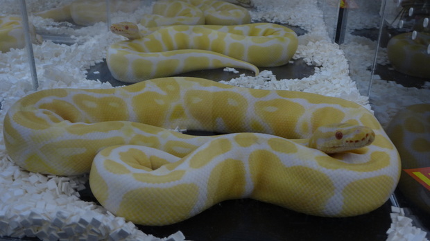 「東京レプタイルズワールド2014」に集まった動物たち