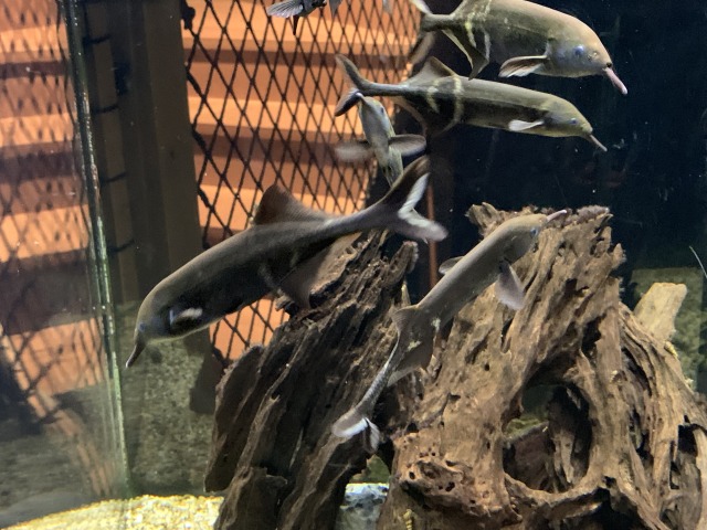 珍しいエレファントノーズ