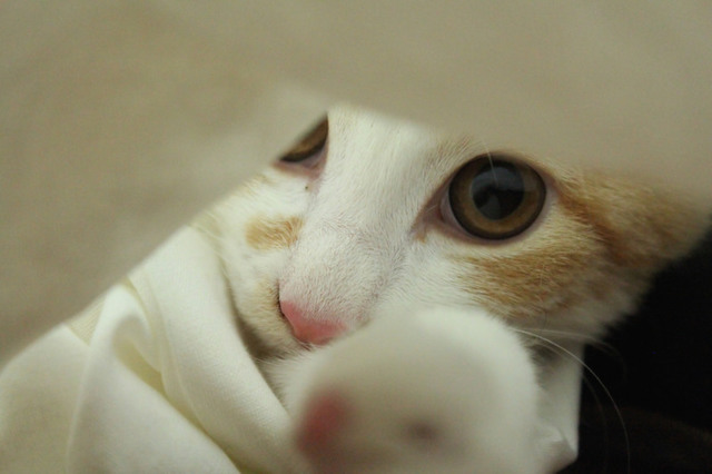 覗いている虎徹　提供：前田悟志