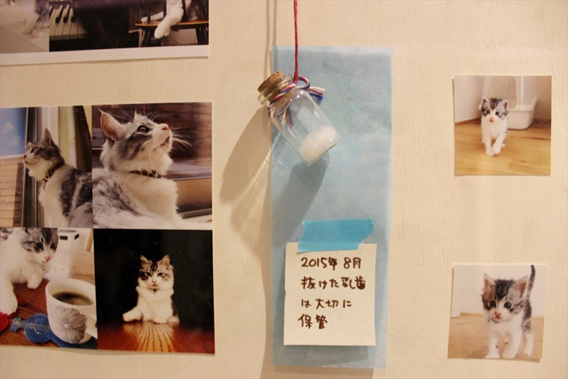 可愛くてキュンキュンする「吉祥寺ねこ祭り」の猫たち