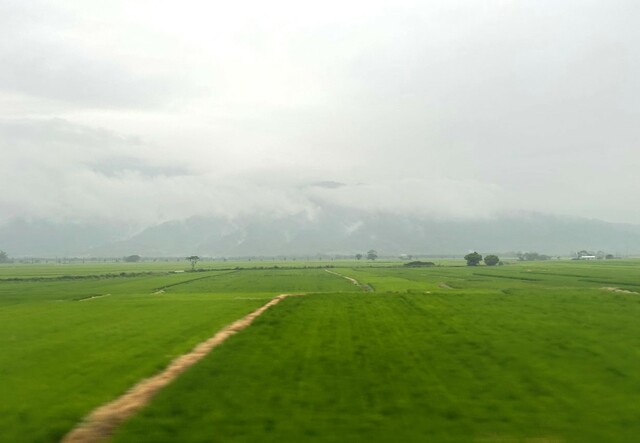 【台湾食べ歩きの旅 #10】台湾の東側を南下する台鉄自強号の車窓風景。雨は旅人には厄介でも、稲には天の恵み