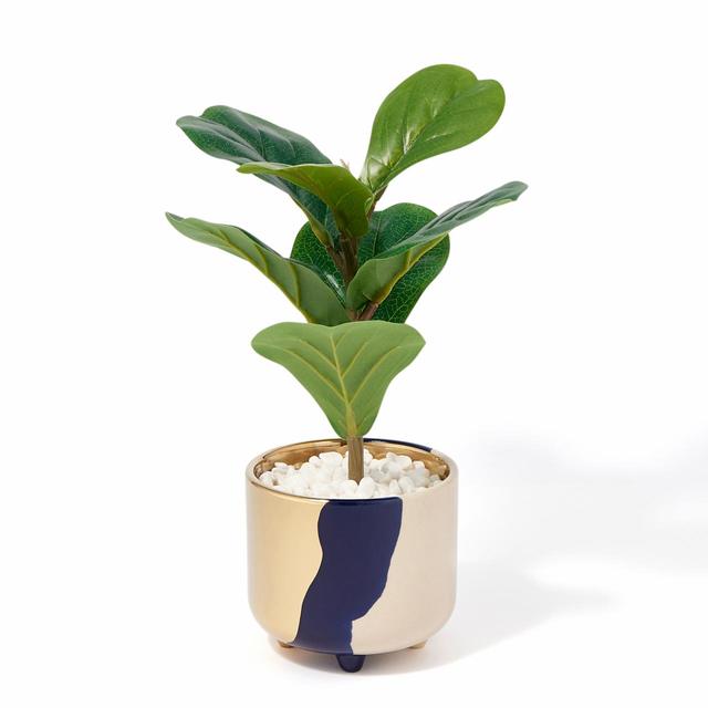 【Francfranc（フランフラン）】ポット付グリーン カシワバゴムノキ S